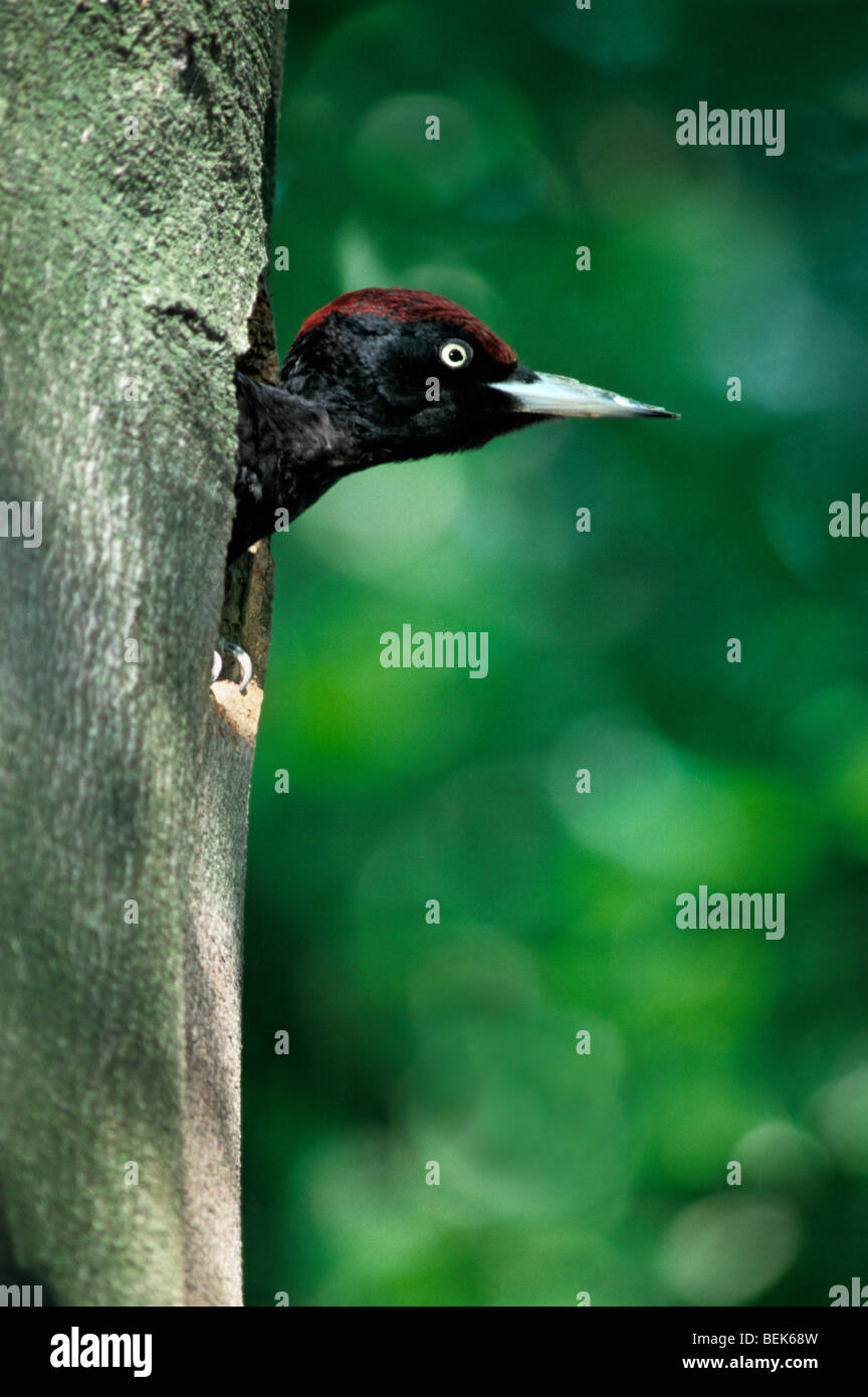 Pic noir (Dryocopus martius) émergeant de nid en tronc d'arbre Banque D'Images