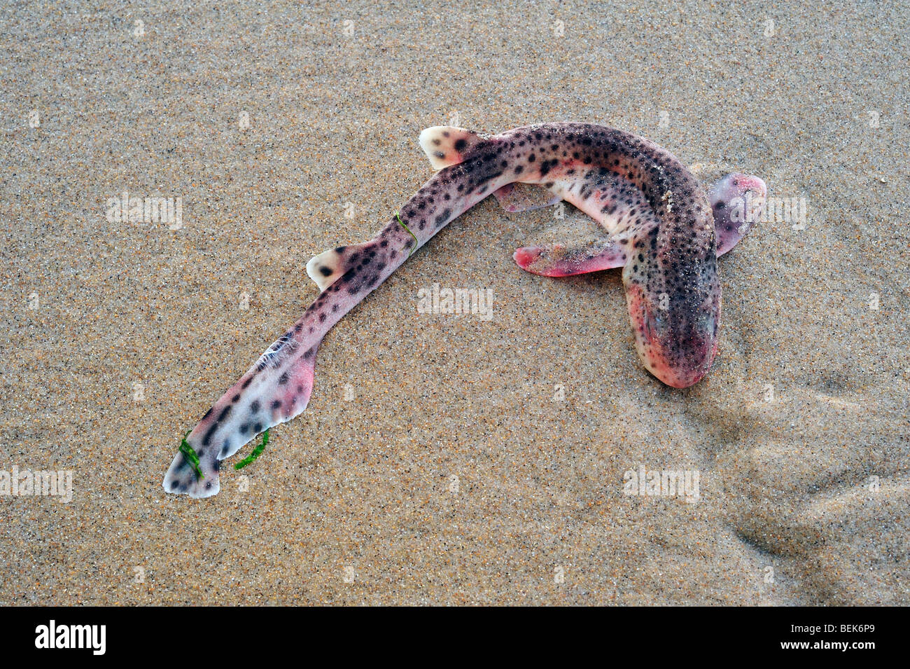 Dead Aiguillat commun (Scyliorhinus canicula) lavés sur plage, Cap Gris-Nez, la Côte d'Opale, Pas-de-Calais, France Banque D'Images