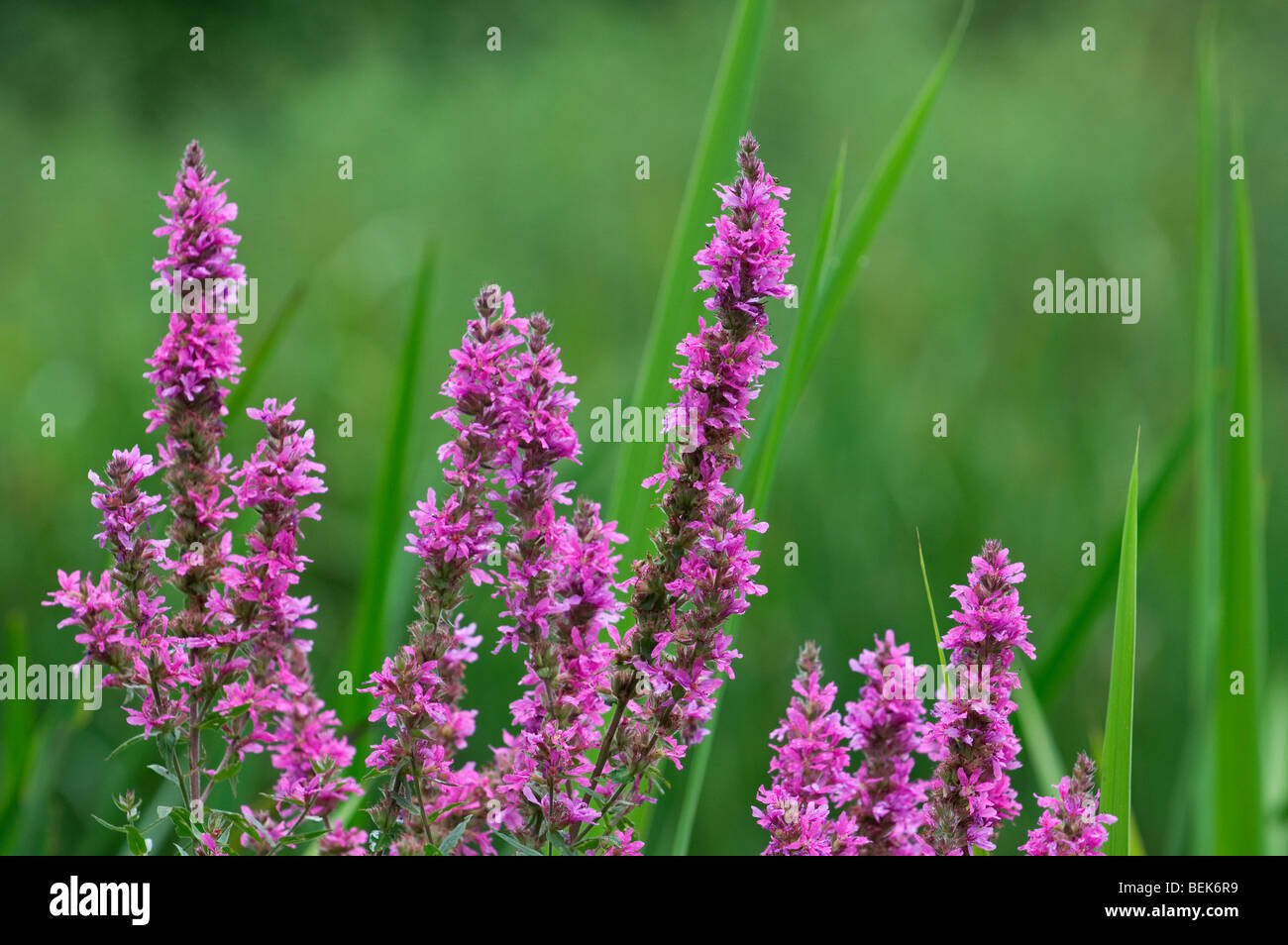Dans la salicaire (Lythrum salicaria) fleurs dans un pré, France Banque D'Images