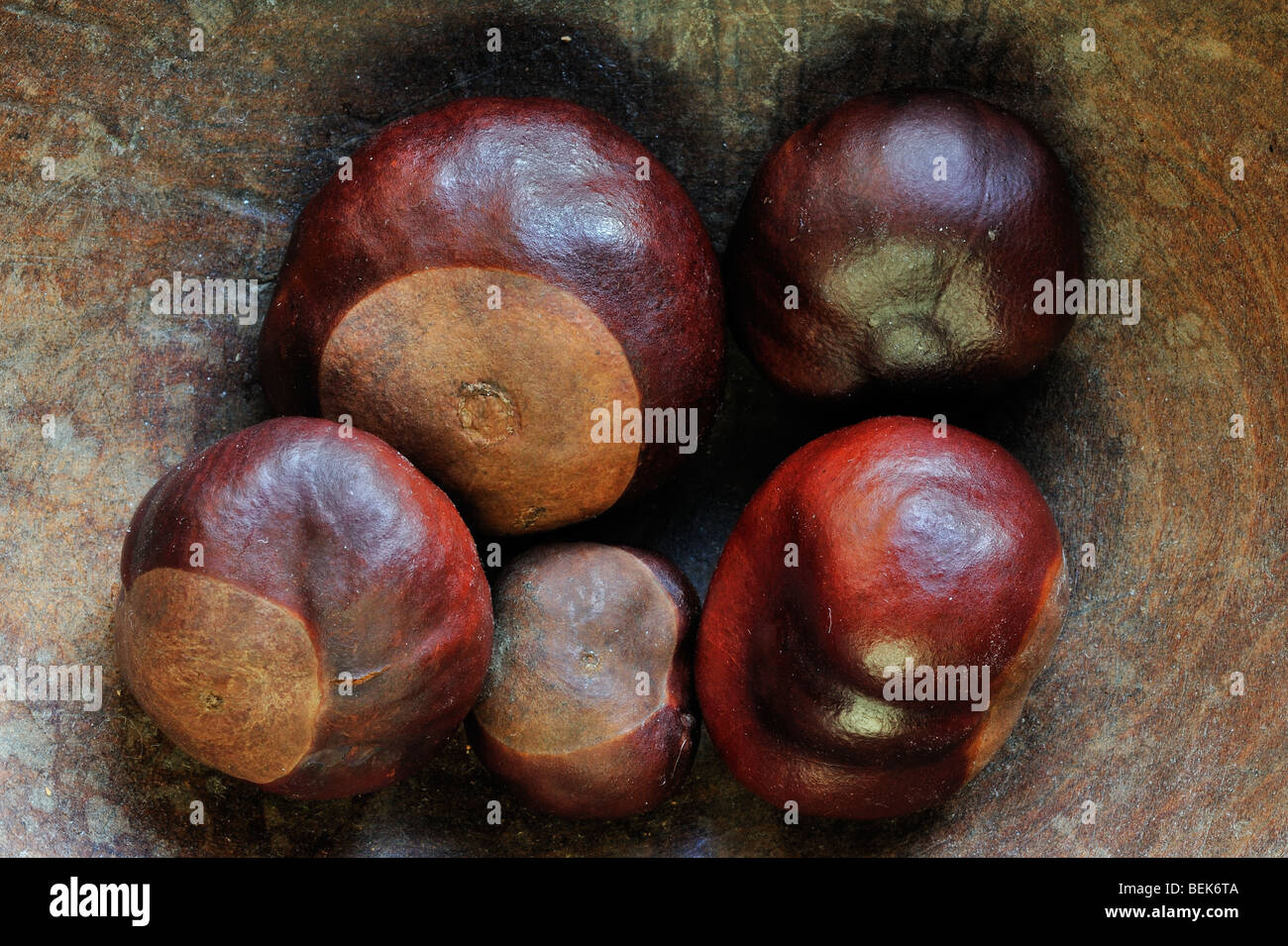 Cheval - châtaignier commun / écrous conkers (Aesculus hippocastanum) pris en automne et s'affiche dans bol en bois Banque D'Images