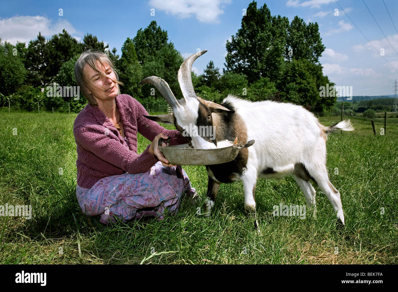 Alimentation femme blanc domestique mâle de la Chèvre (Capra hircus) dans la zone Banque D'Images
