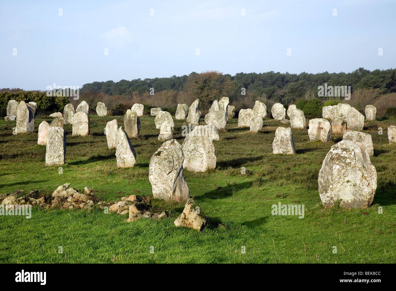 Menhirs néolithiques / menhirs de Carnac, Bretagne, France Banque D'Images