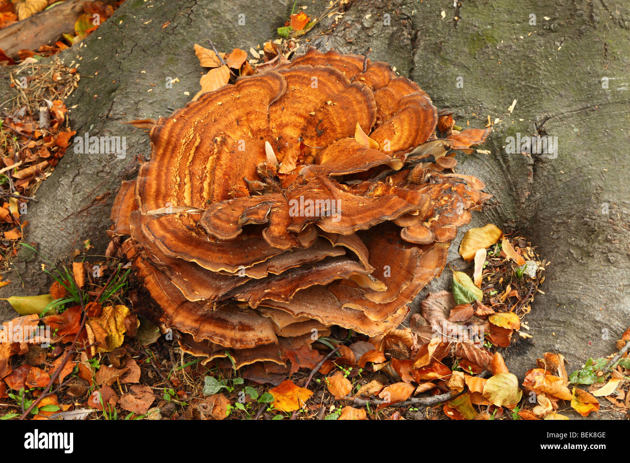 Champignon mushroom Banque D'Images