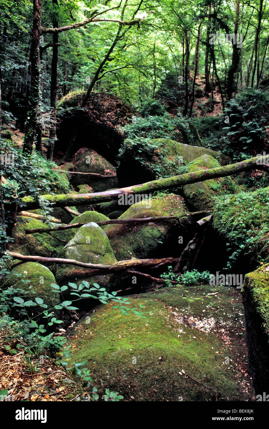 Finistère. De grands blocs de mousse dans le cadre de la vallée de l'ombre profonde. Les arbres. Couvrir de feuilles. HUELGOAT FORÊT. La BRETAGNE. La France. Banque D'Images