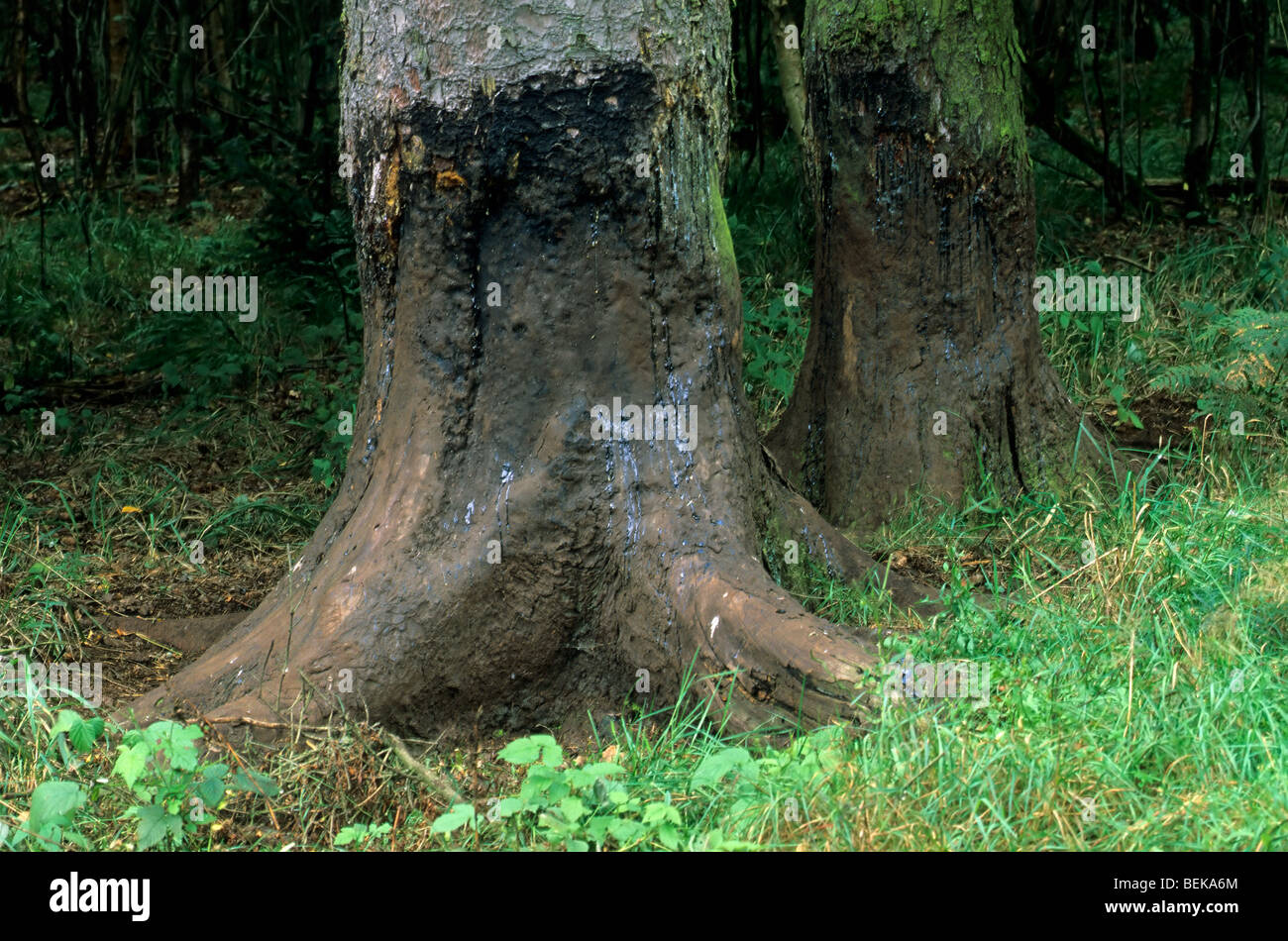 Arbre endommagé par frottement par le sanglier (Sus scrofa), Allemagne Banque D'Images