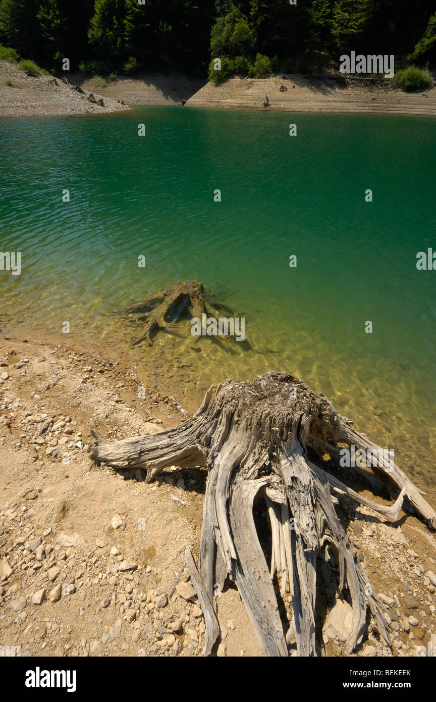 Souche d'arbre sur une rive du lac Lokvarsko jezero près de Lokve, Gorski kotar,Croatie,Europe Banque D'Images