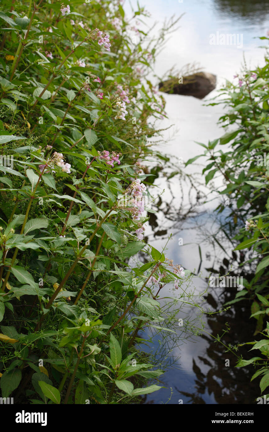 L'Impatiens glandulifera balsamine indienne() croissant sur les bords de la rivière Banque D'Images