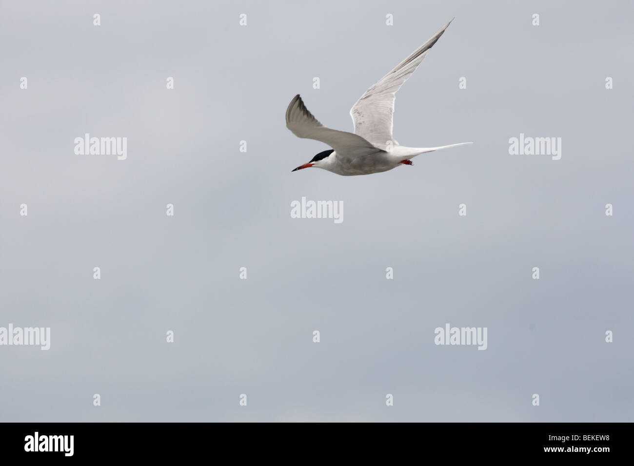 La sterne pierregarin (Sterna hirundo) adulte en vol Banque D'Images