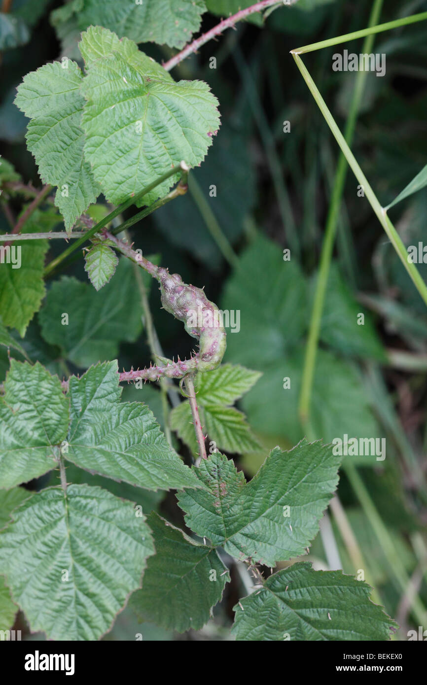Vieux Blackberry Blackberry sur la tige causé par gall wasp (Diastrophus rubii) Banque D'Images