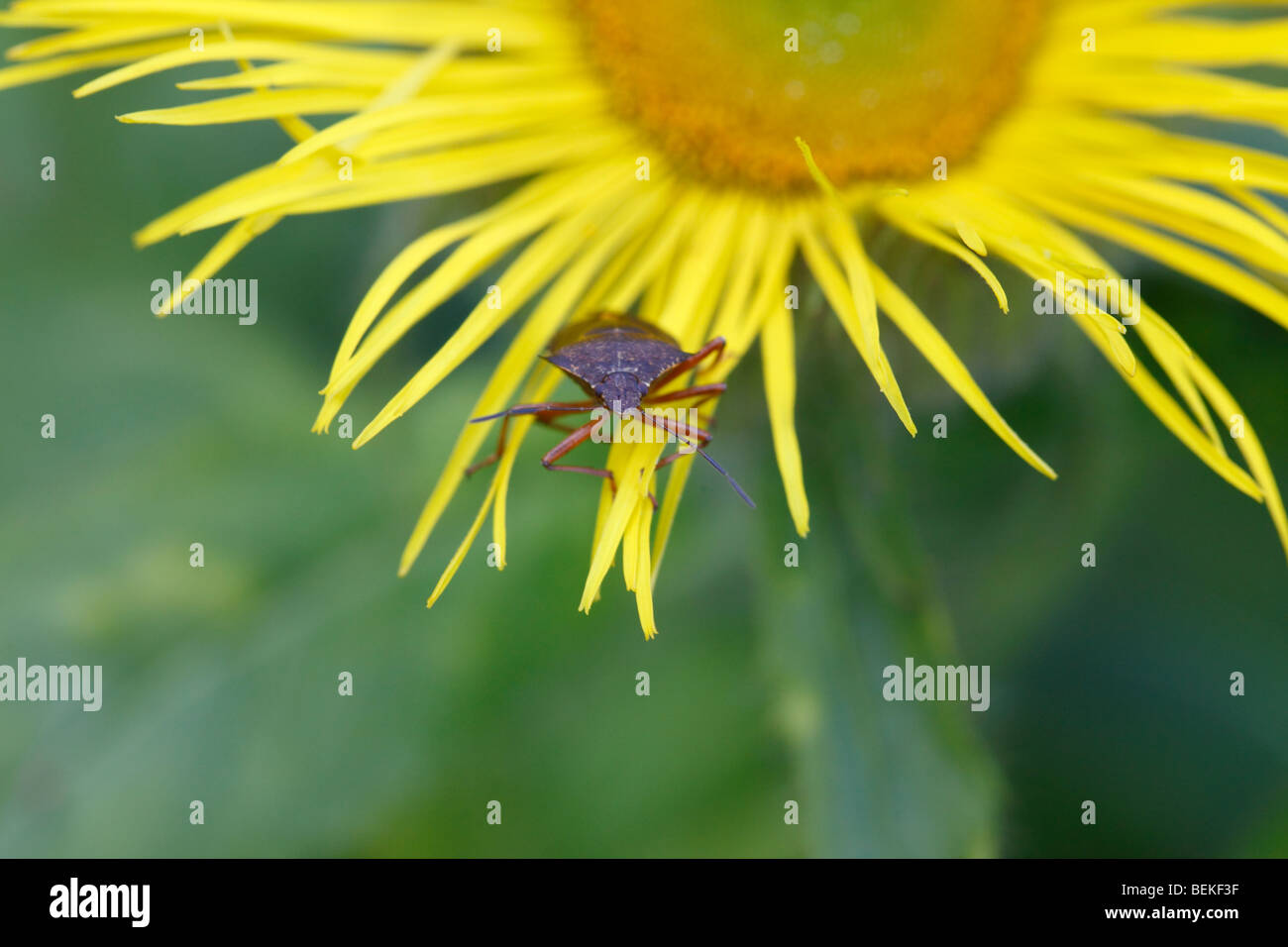 (Pentatoma rufipes forêt bug) Vue avant Banque D'Images