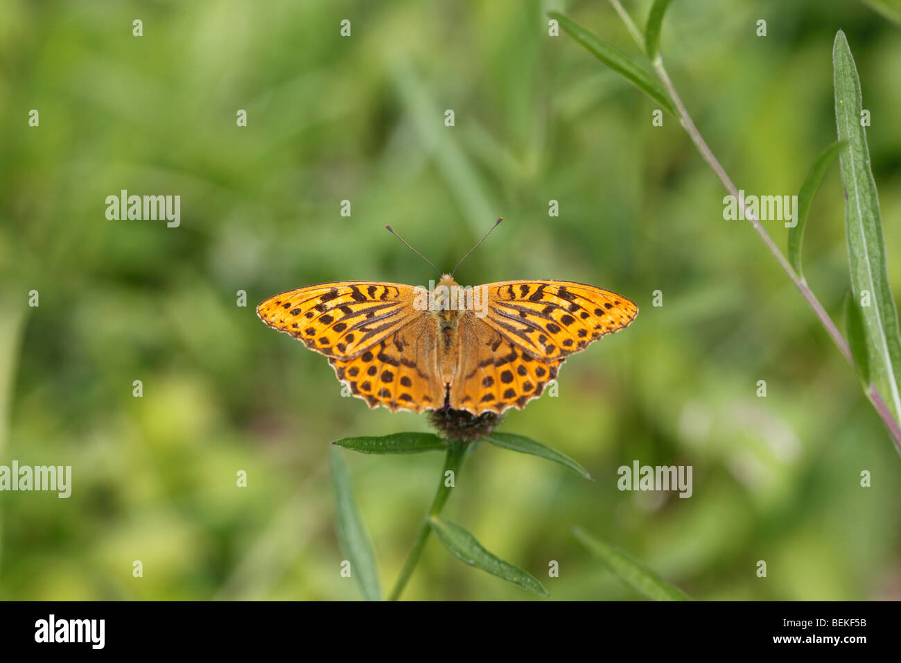 (Argynnia argent lavé fritillary paphia) mâle en tenant nectar Banque D'Images