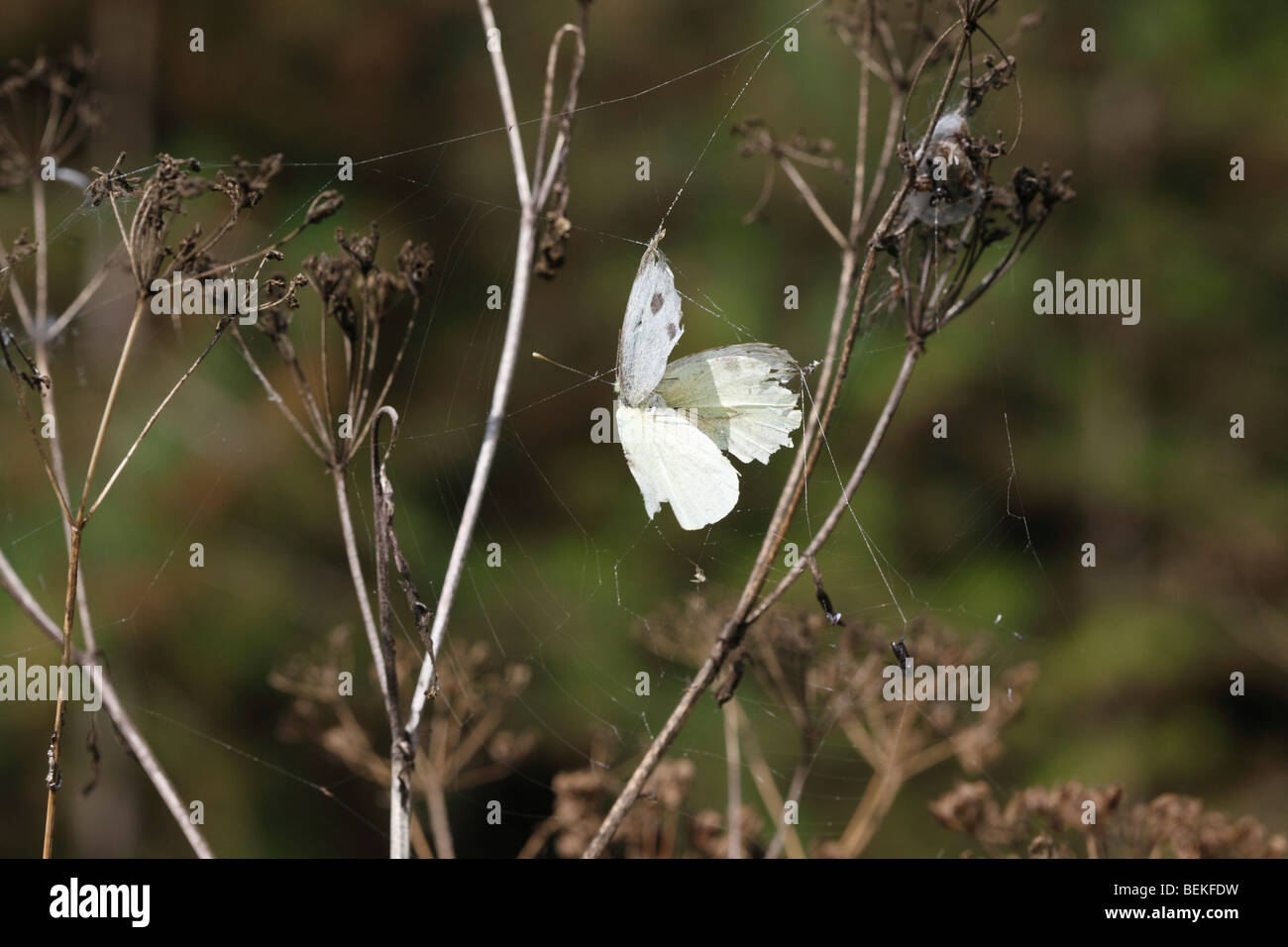 Grand papillon blanc pris dans web spiders Banque D'Images