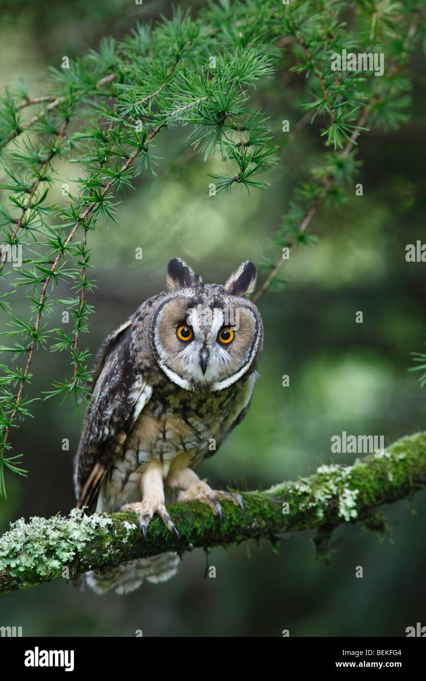 Long eared Owl (Asio otus) perching en mélèze vue avant Banque D'Images