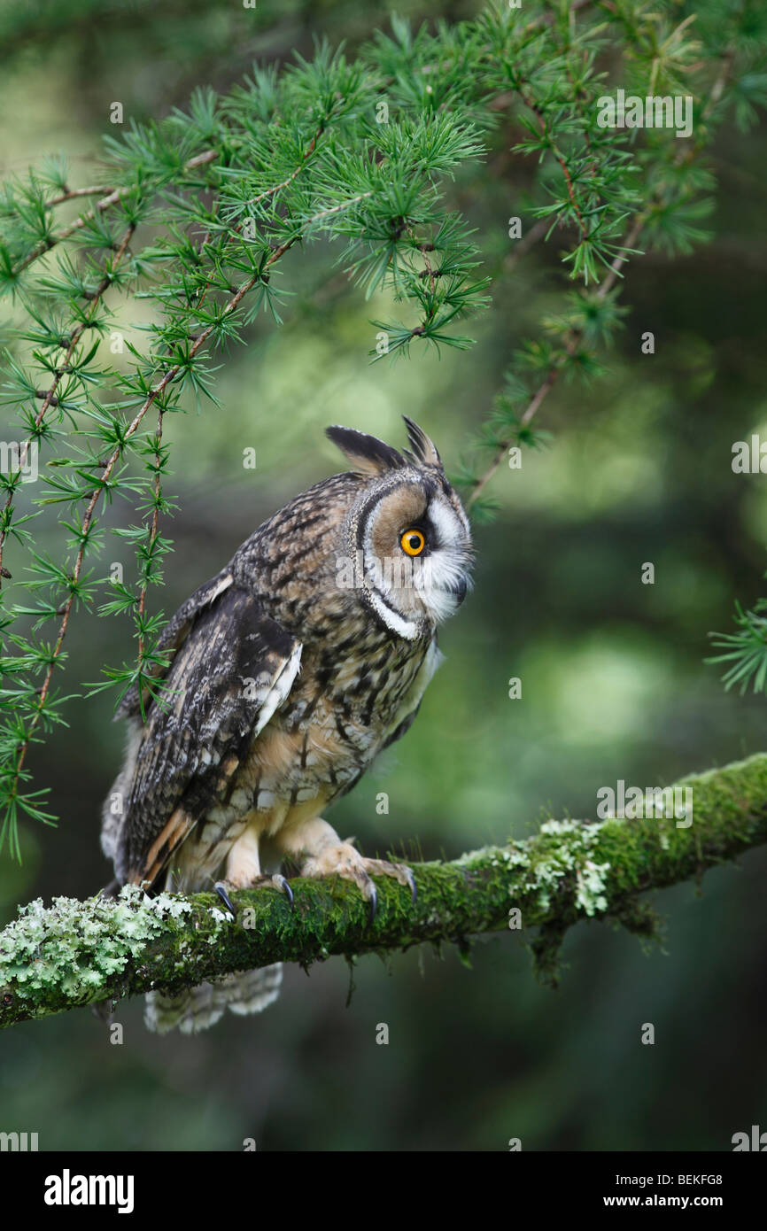 Long eared Owl (Asio otus) perching en mélèze Banque D'Images