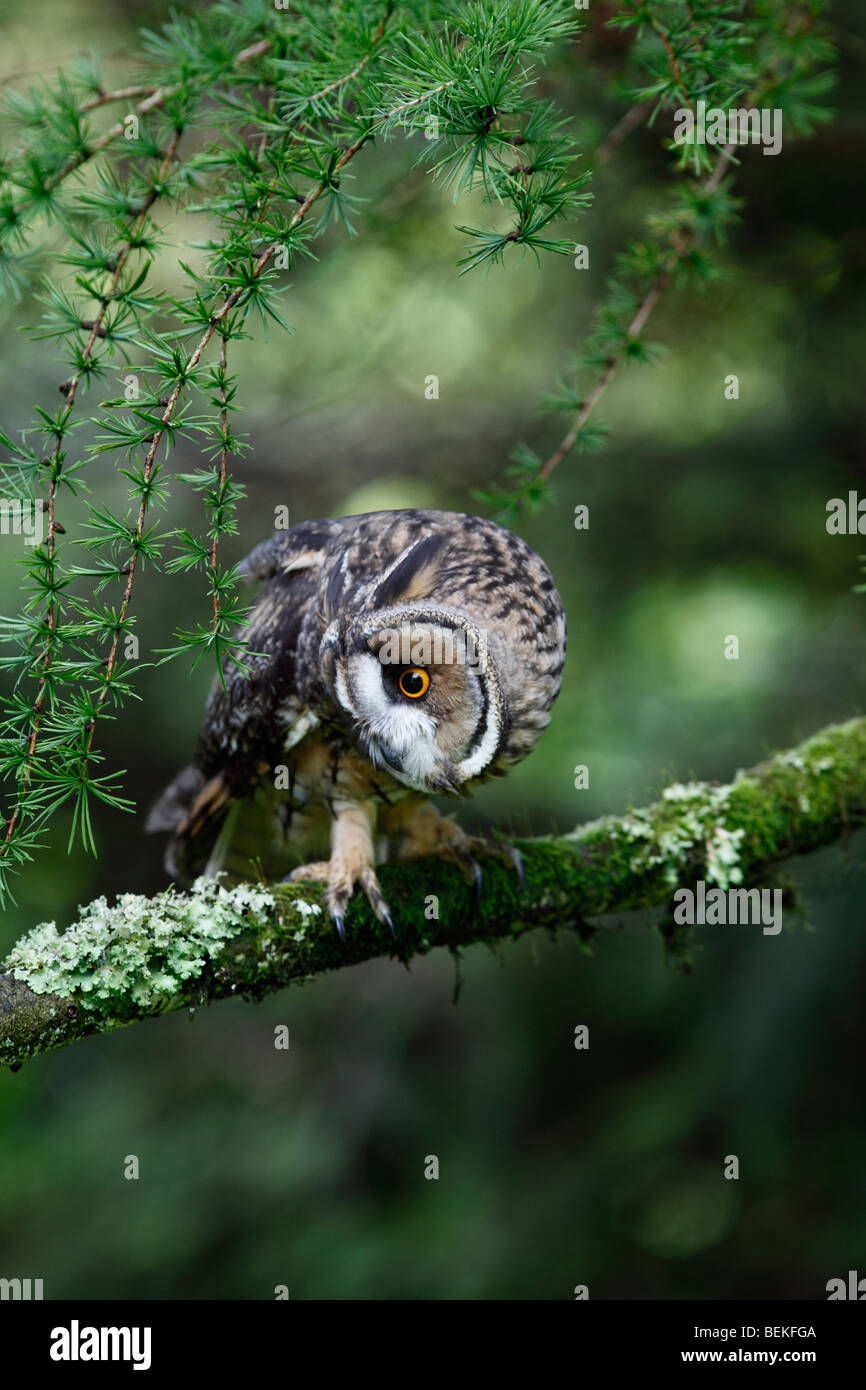 Long eared Owl (Asio otus) à la masse à de la perche en mélèze Banque D'Images