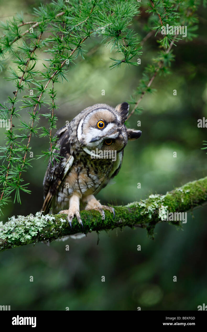 Long eared Owl (Asio otus) en tournant la tête pour juger de la distance Banque D'Images