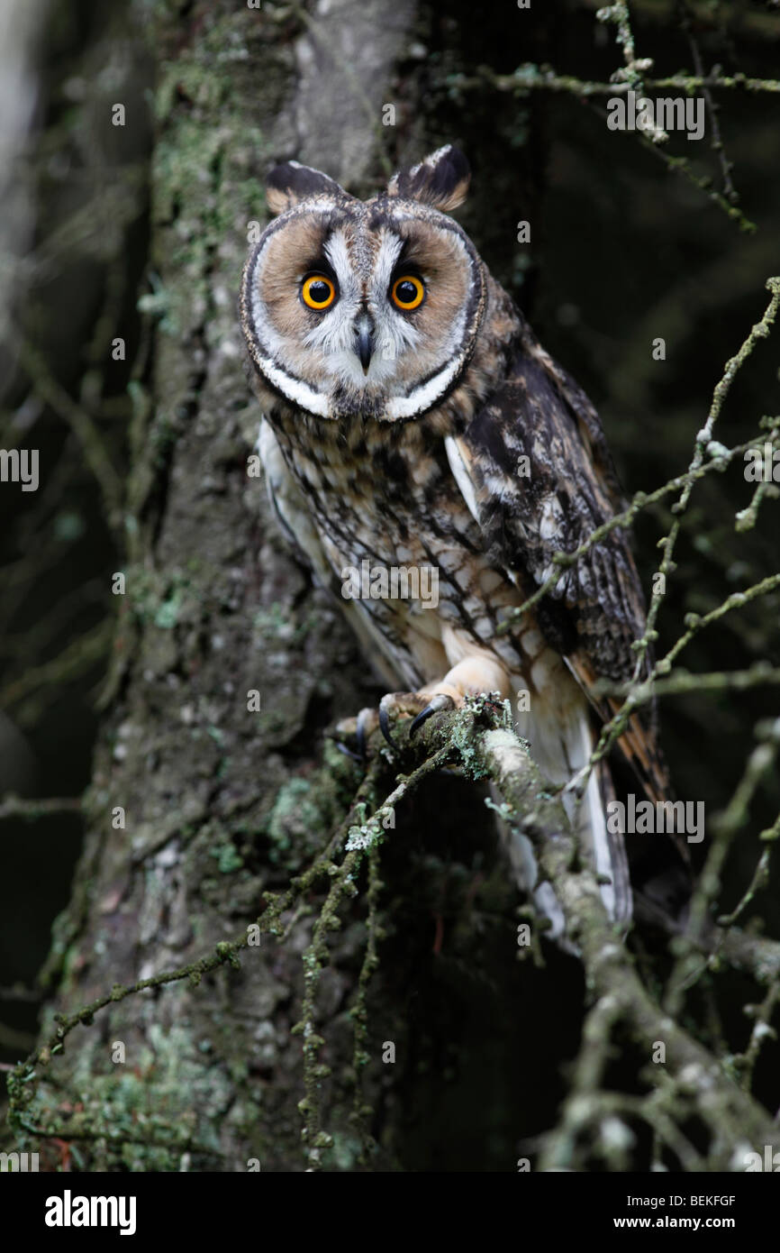 Long eared Owl (Asio otus) perchoir en mélèze Banque D'Images