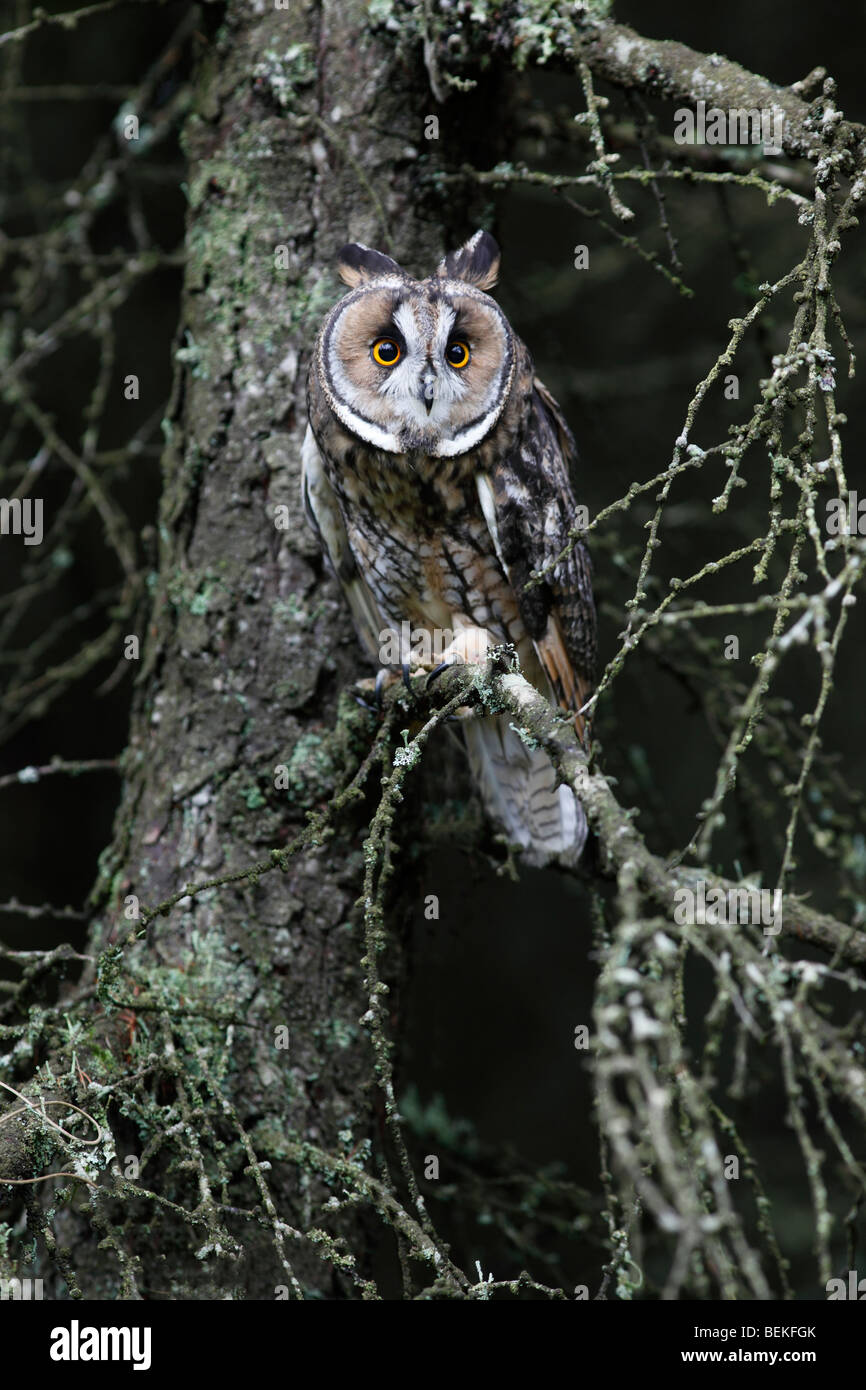 Long eared Owl (Asio otus) perchoir en mélèze Banque D'Images