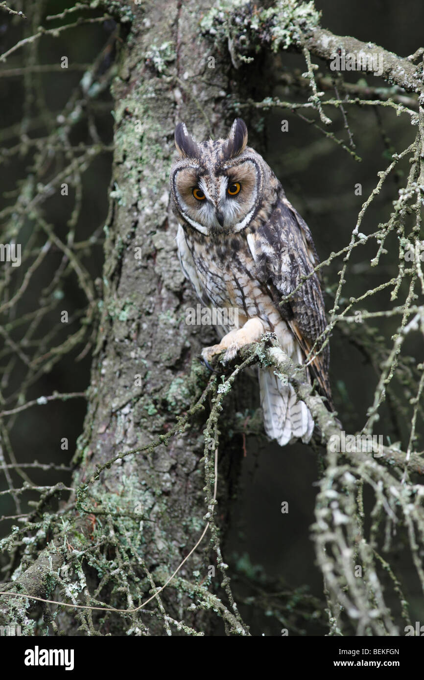 Long eared Owl (Asio otus) perching en mélèze à la bas Banque D'Images