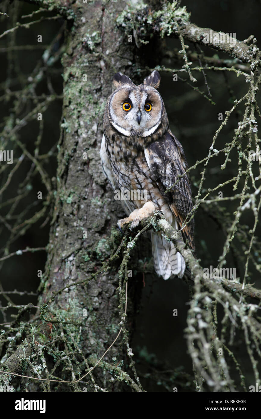 Long eared Owl (Asio otus) perching en mélèze Banque D'Images