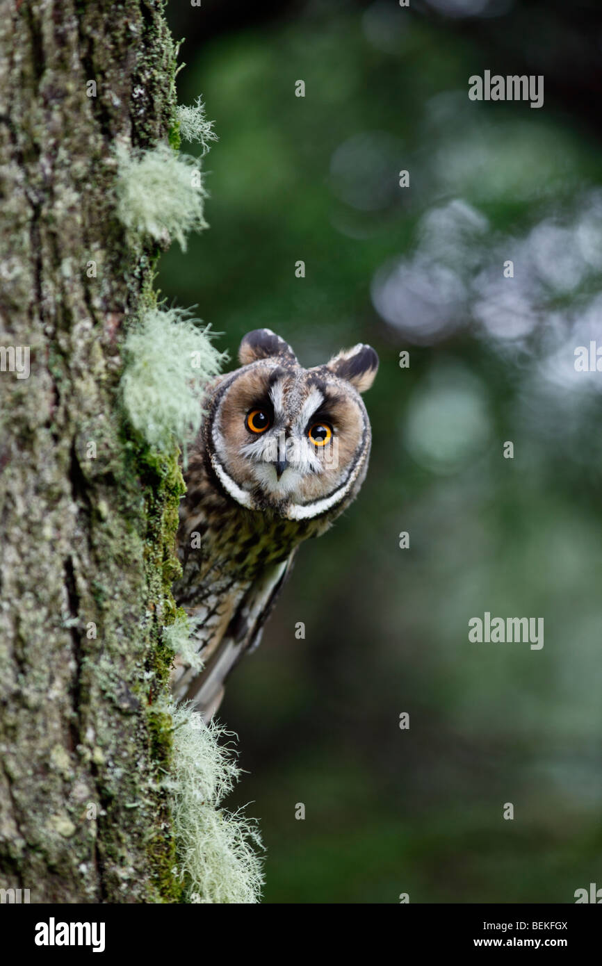 Long eared Owl (Asio otus) à la recherche de mélèze ronde tronc de l'arbre Banque D'Images