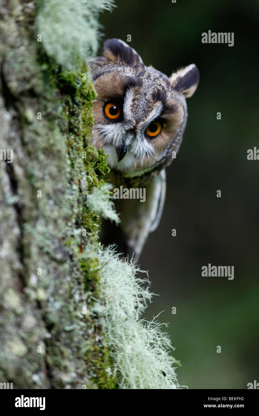Long eared Owl (Asio otus) à la recherche de mélèze ronde tronc de l'arbre Banque D'Images