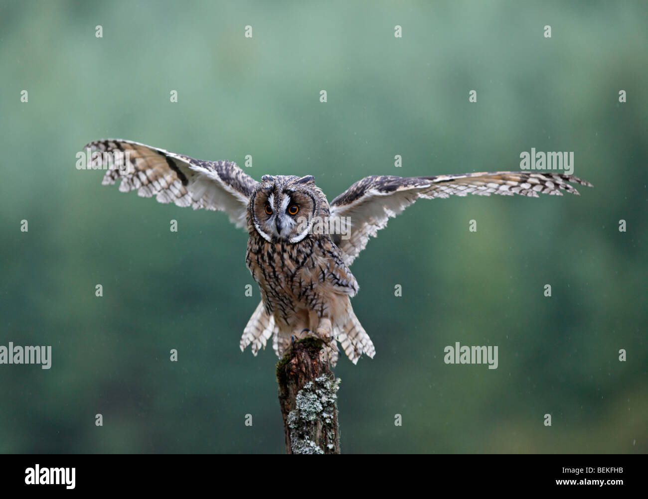 Long eared Owl (Asio otus) secouer pour enlever l'eau de plumes Banque D'Images
