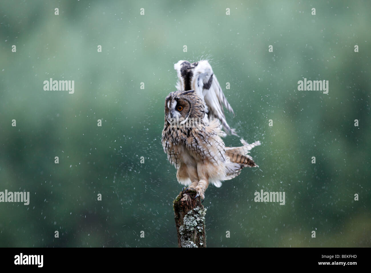 Long eared Owl (Asio otus) secouer pour enlever l'eau de plumes Banque D'Images