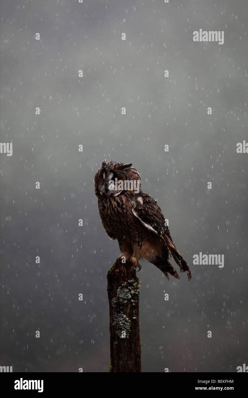 Long eared Owl (Asio otus) perching on post dans la pluie Banque D'Images