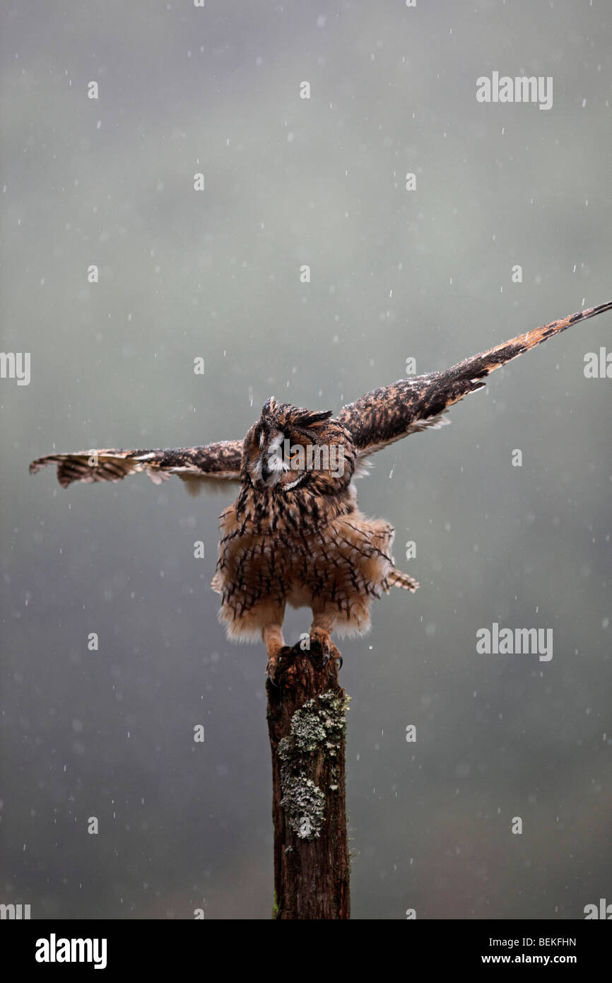 Long eared Owl (Asio otus) perching on post dans la pluie Banque D'Images