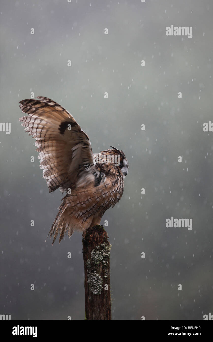 Long eared Owl (Asio otus) en agitant des ailes dans la pluie Banque D'Images