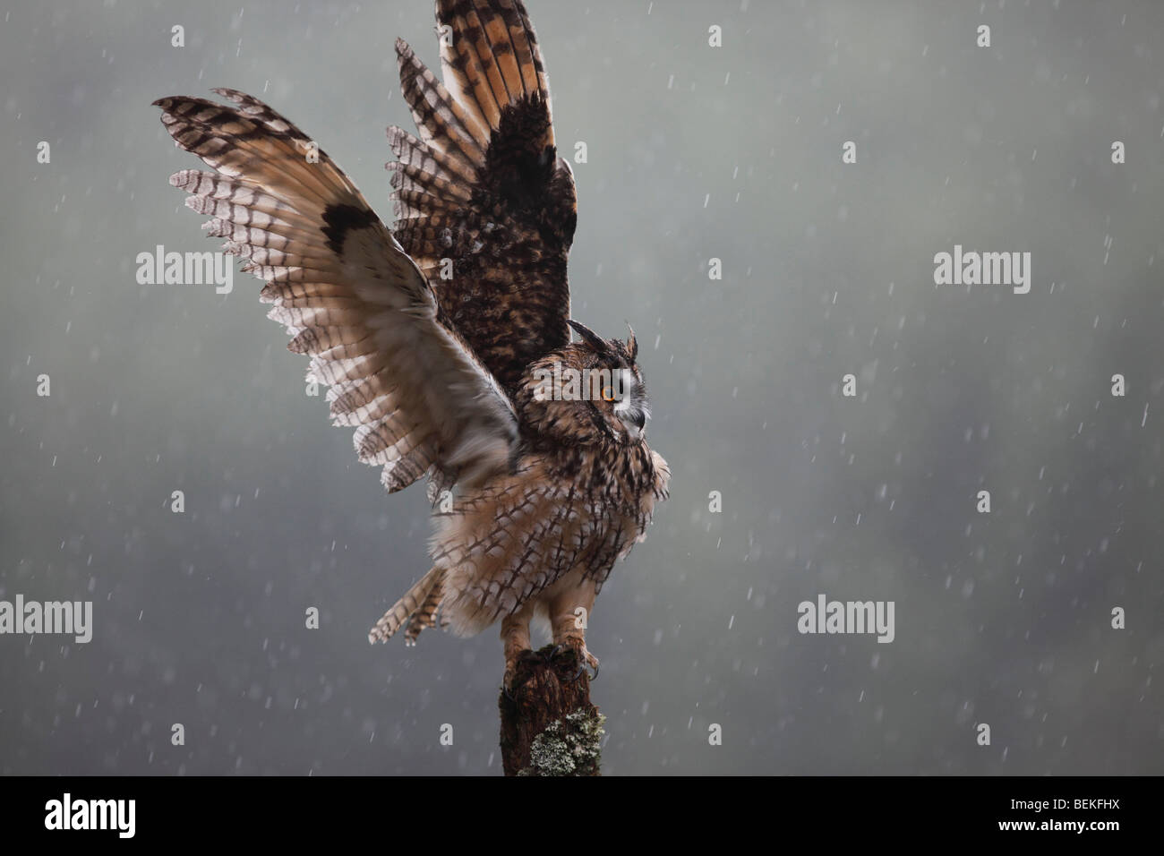 Long eared Owl (Asio otus) en agitant des ailes dans la pluie Banque D'Images