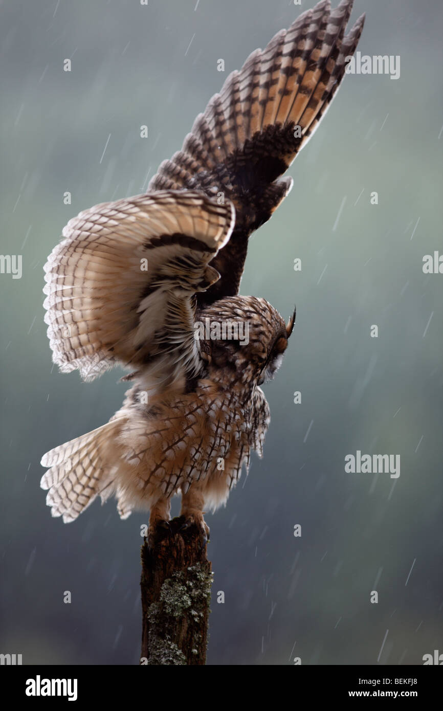 Long eared Owl (Asio otus) perching on post dans la pluie ailes ouvrir Banque D'Images