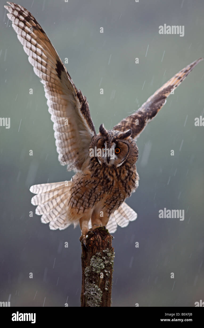 Long eared Owl (Asio otus) perching on fence post dans la pluie ailes ouvrir Banque D'Images
