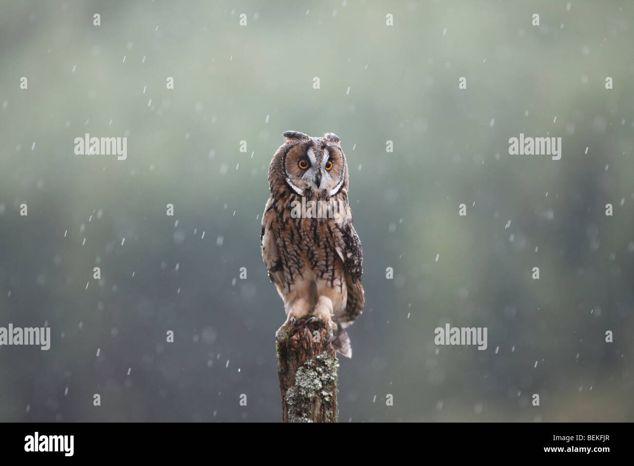 Long eared Owl (Asio otus) perching on fence post dans la pluie Banque D'Images