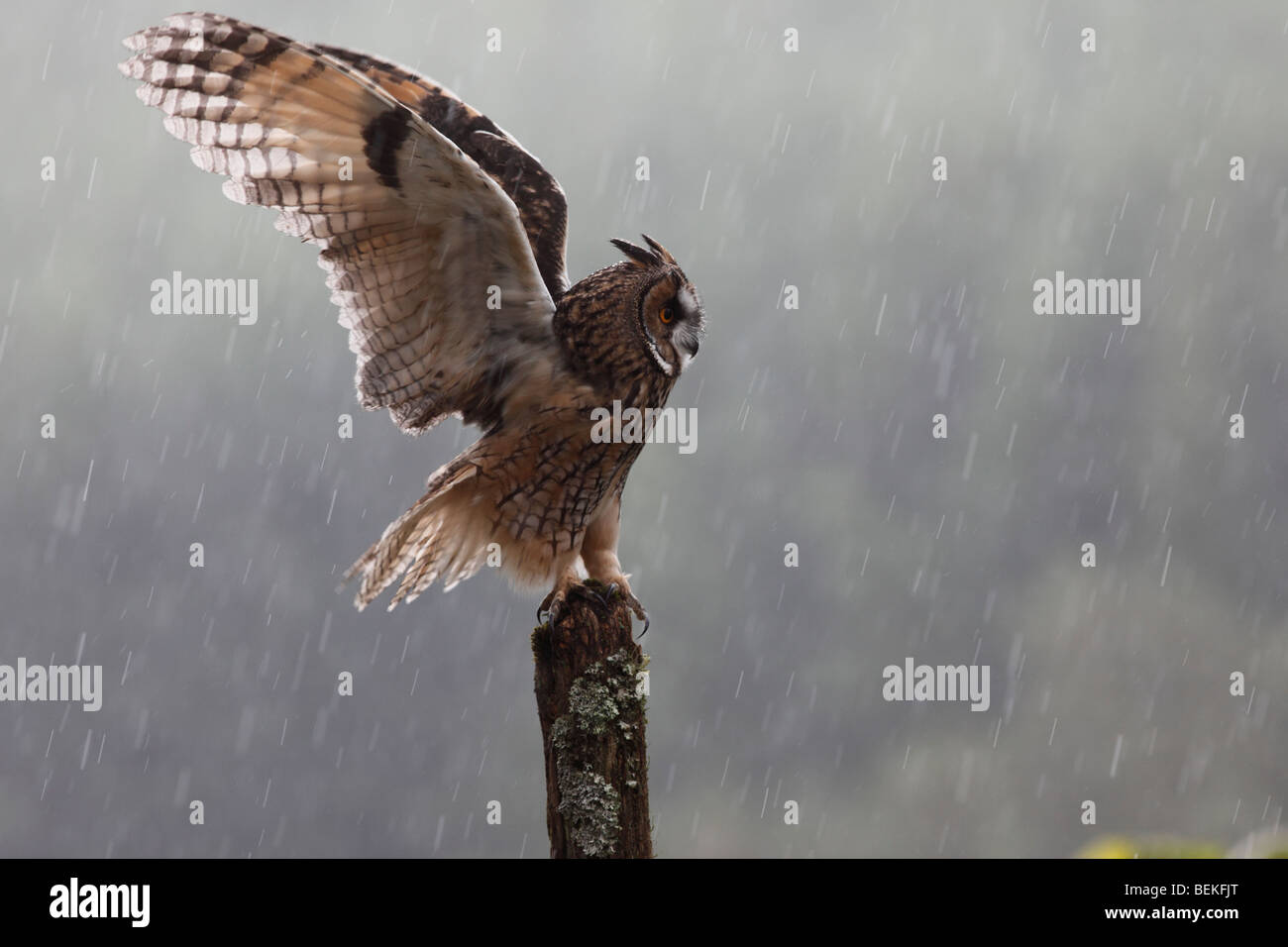 Long eared Owl (Asio otus) perching on fence post dans la pluie ailes ouvrir Banque D'Images