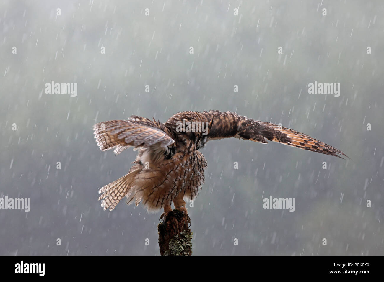 Long eared Owl (Asio otus) perching on fence post dans la pluie ailes ouvrir Banque D'Images