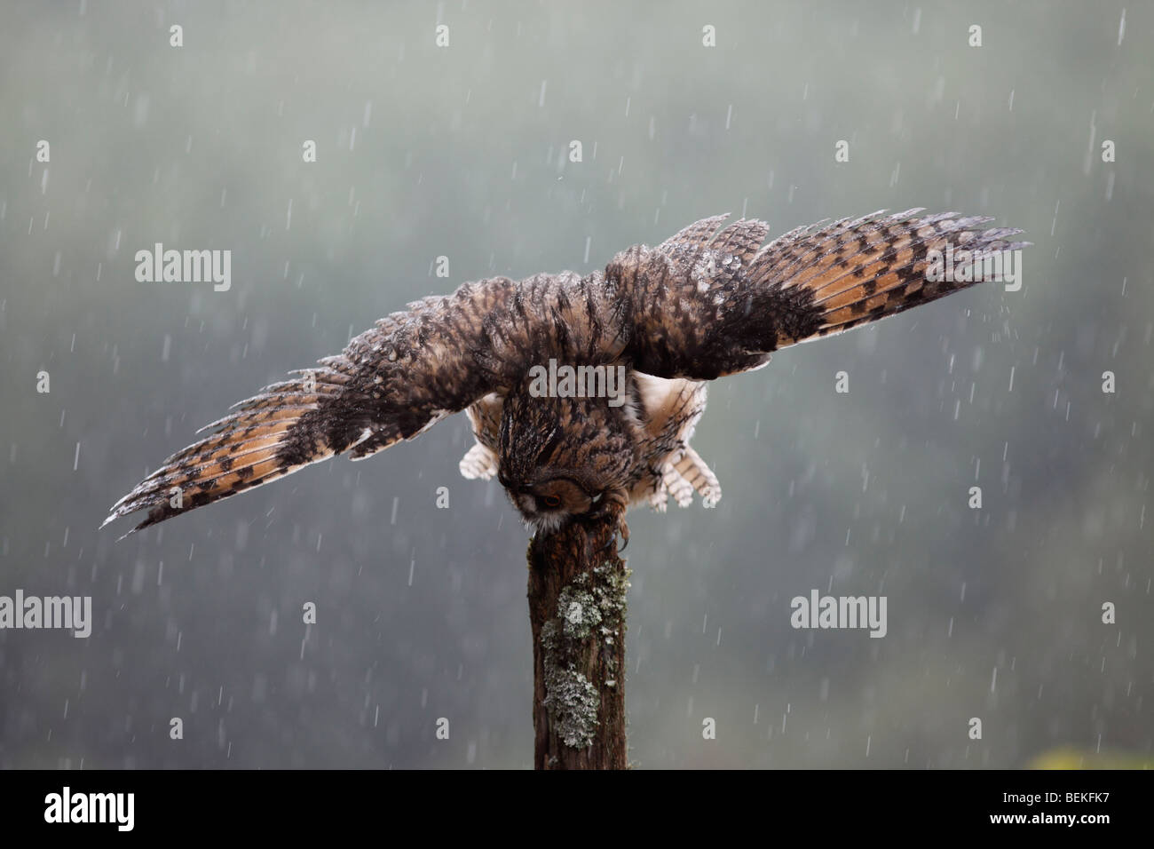 Long eared Owl (Asio otus) perching on fence post dans la pluie ailes ouvrir Banque D'Images