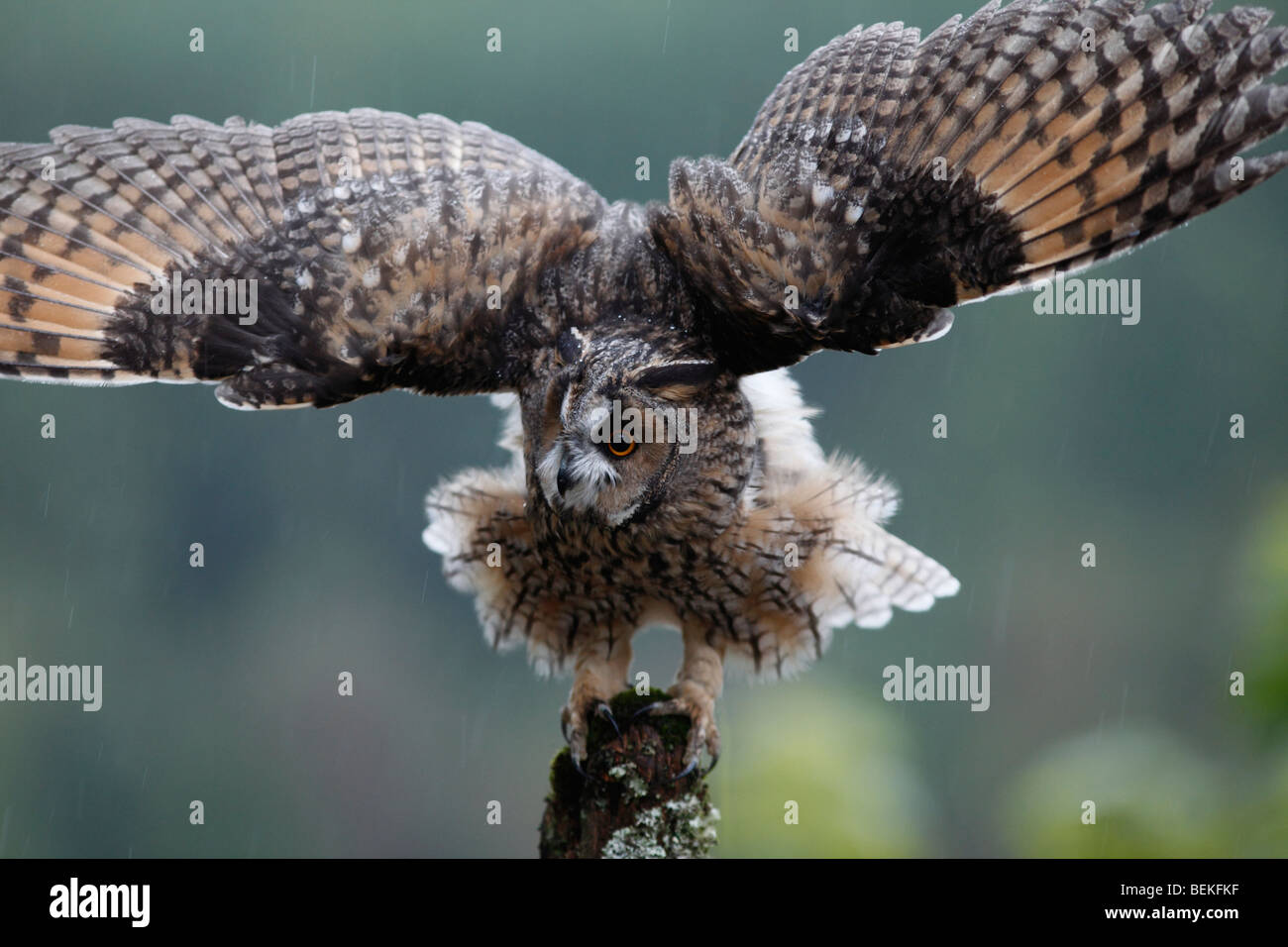 Long eared Owl (Asio otus) perching on fence post dans la pluie ailes ouvrir Banque D'Images