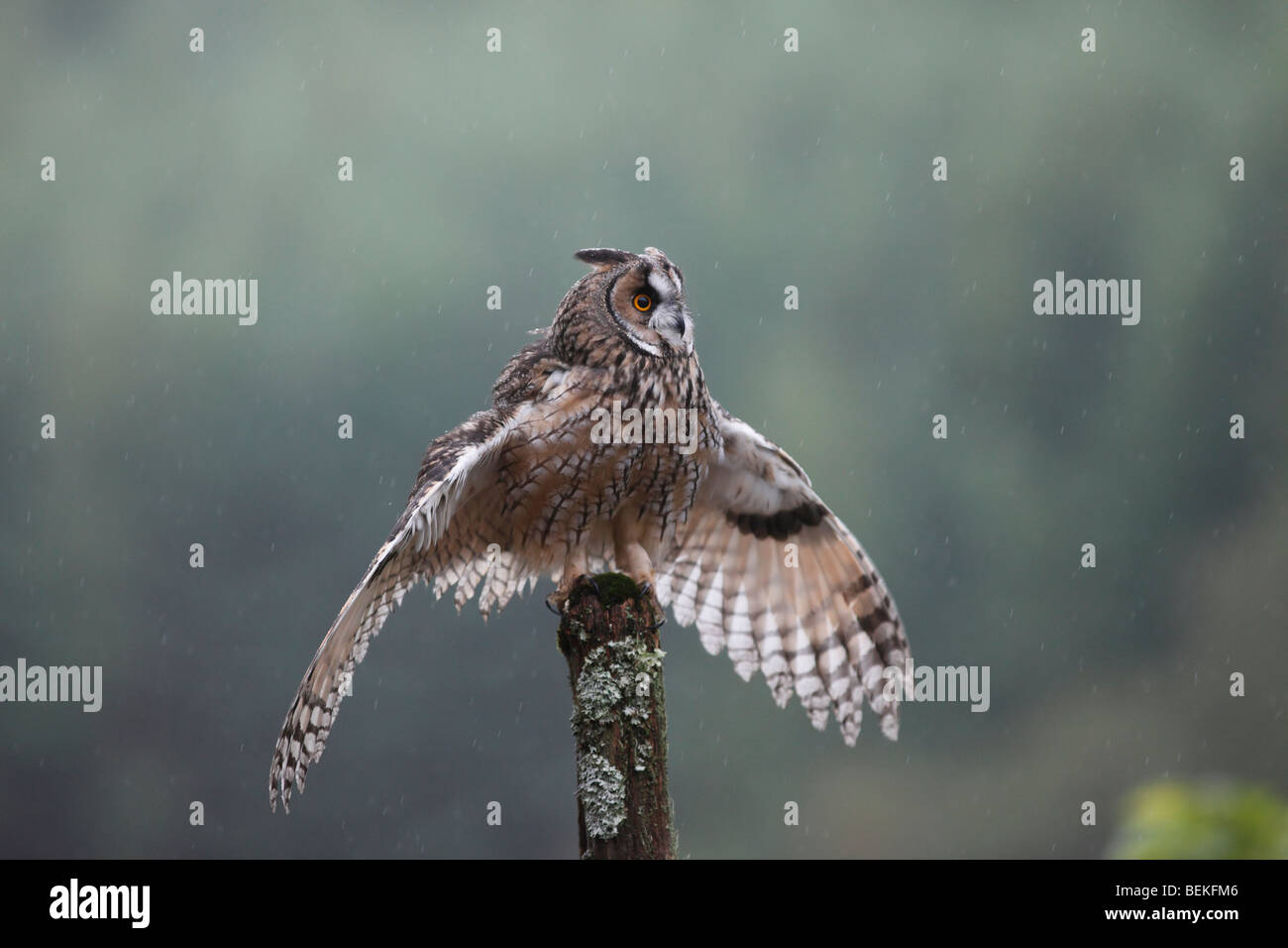 Long eared Owl (Asio otus) perching on ouvre les ailes Banque D'Images