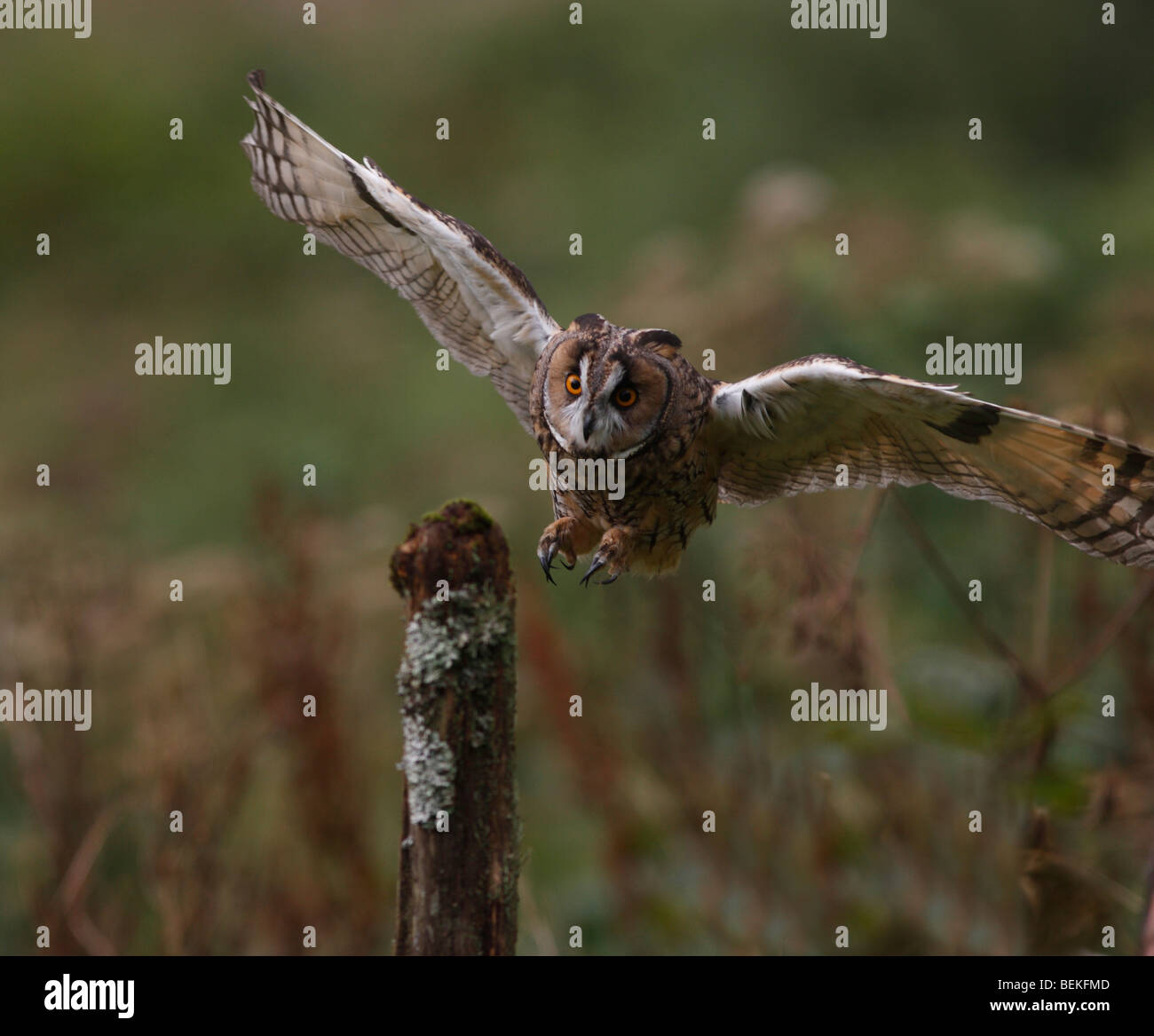 Long eared Owl (Asio otus) Volant à piquet Banque D'Images