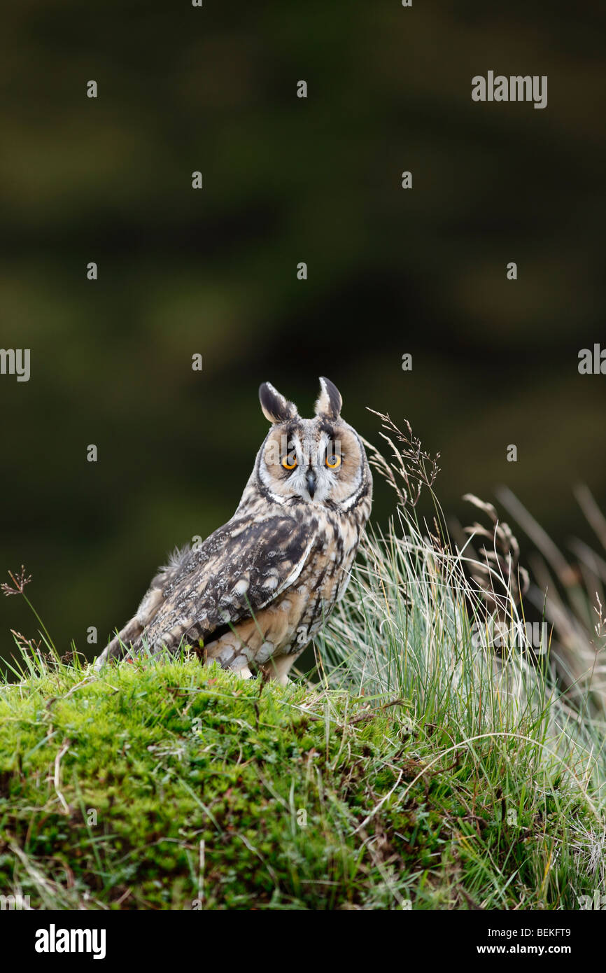 Long eared Owl (Asio otus) percher sur herbe rugueuse bank Banque D'Images