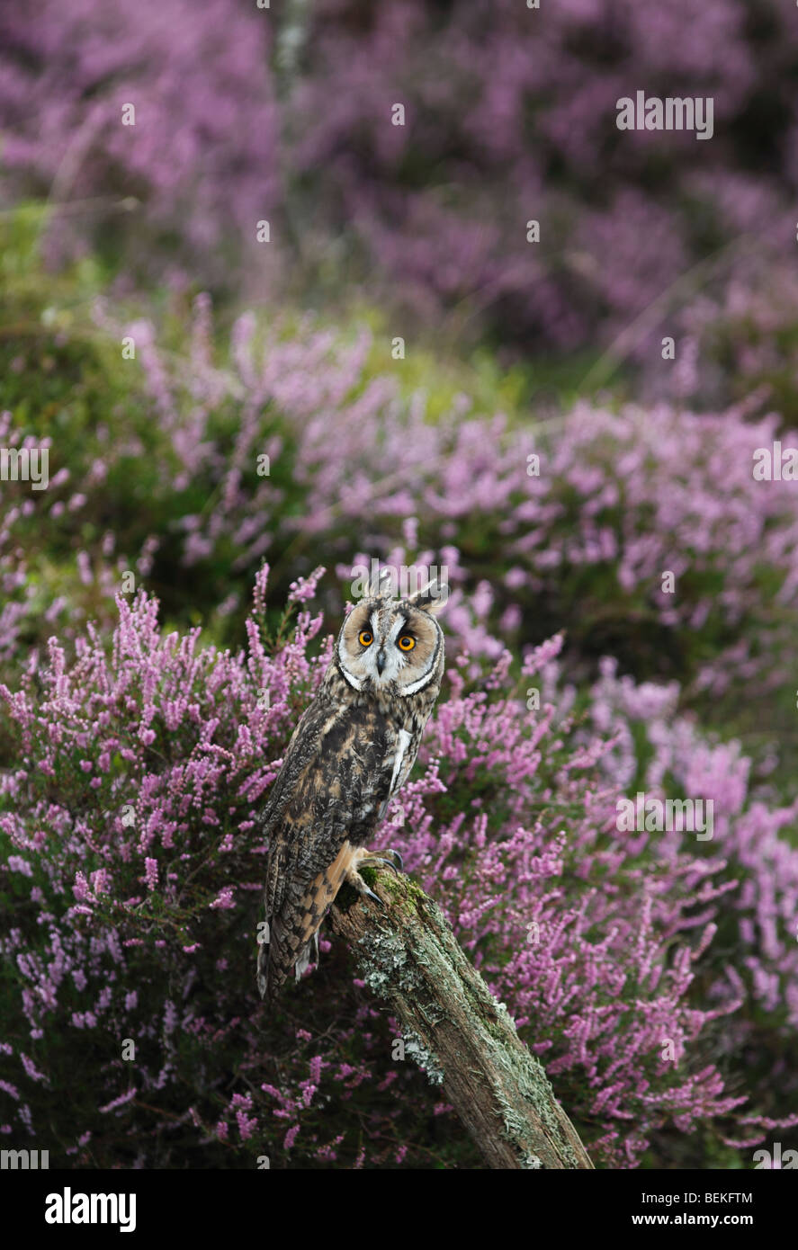 Long eared Owl (Asio otus) perching on fencepost dans Heather Banque D'Images