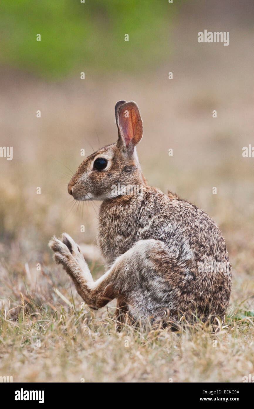 Lapin (Sylvilagus floridanus), des profils de toilettage, Sinton, Corpus Christi, Coastal Bend, Texas, États-Unis Banque D'Images