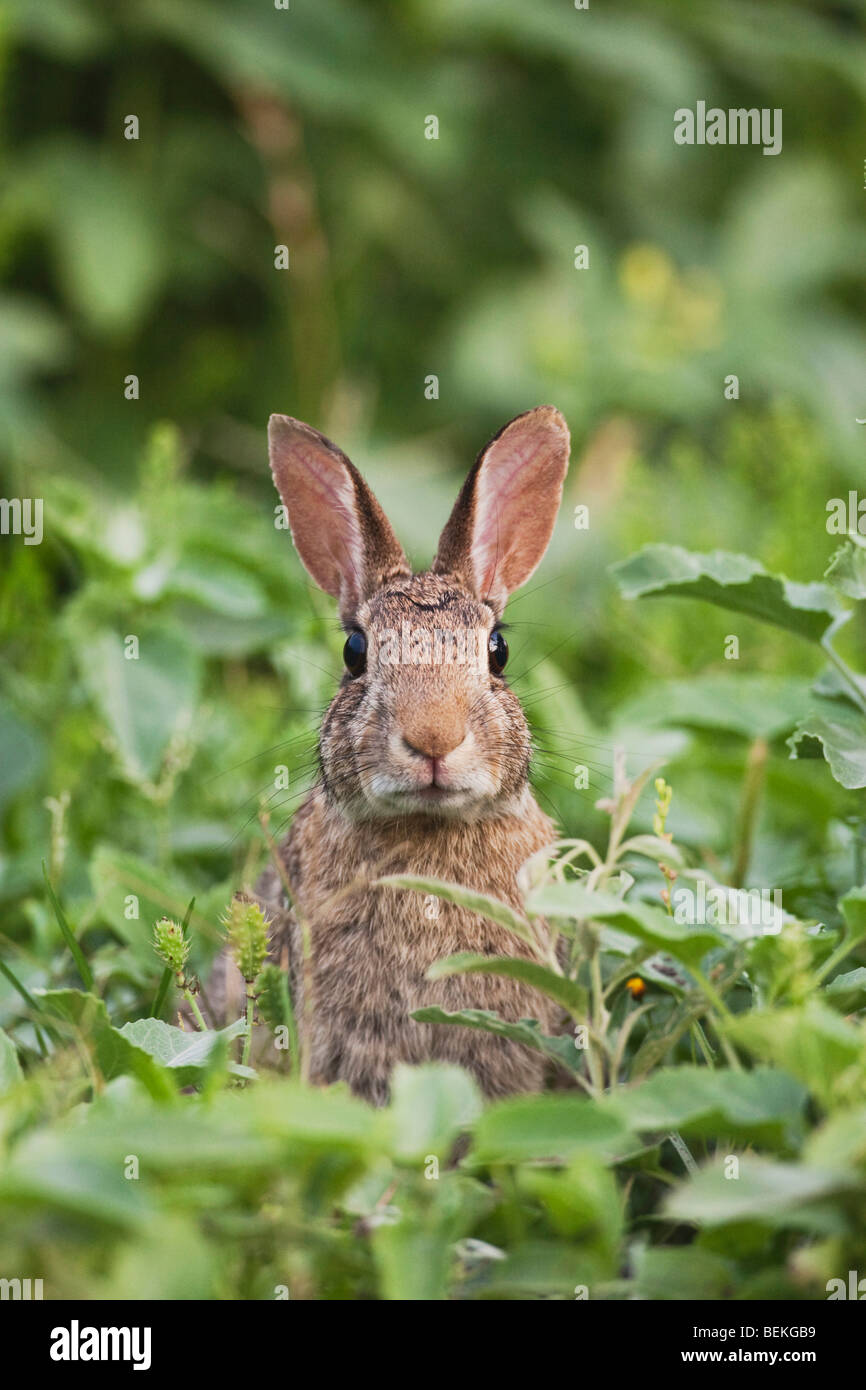 Lapin (Sylvilagus floridanus), adulte, Sinton, Corpus Christi, Coastal Bend, Texas, États-Unis Banque D'Images