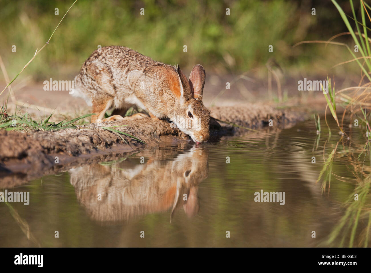 Lapin (Sylvilagus floridanus), des profils de boire, Sinton, Corpus Christi, Coastal Bend, Texas, États-Unis Banque D'Images