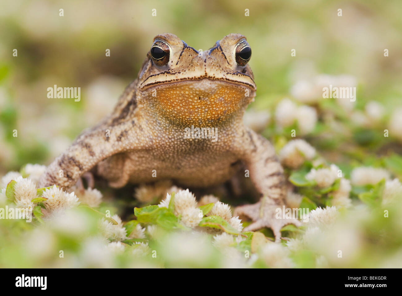 La côte du golfe (Bufo valliceps), adulte, Sinton, Corpus Christi, Coastal Bend, Texas, États-Unis Banque D'Images