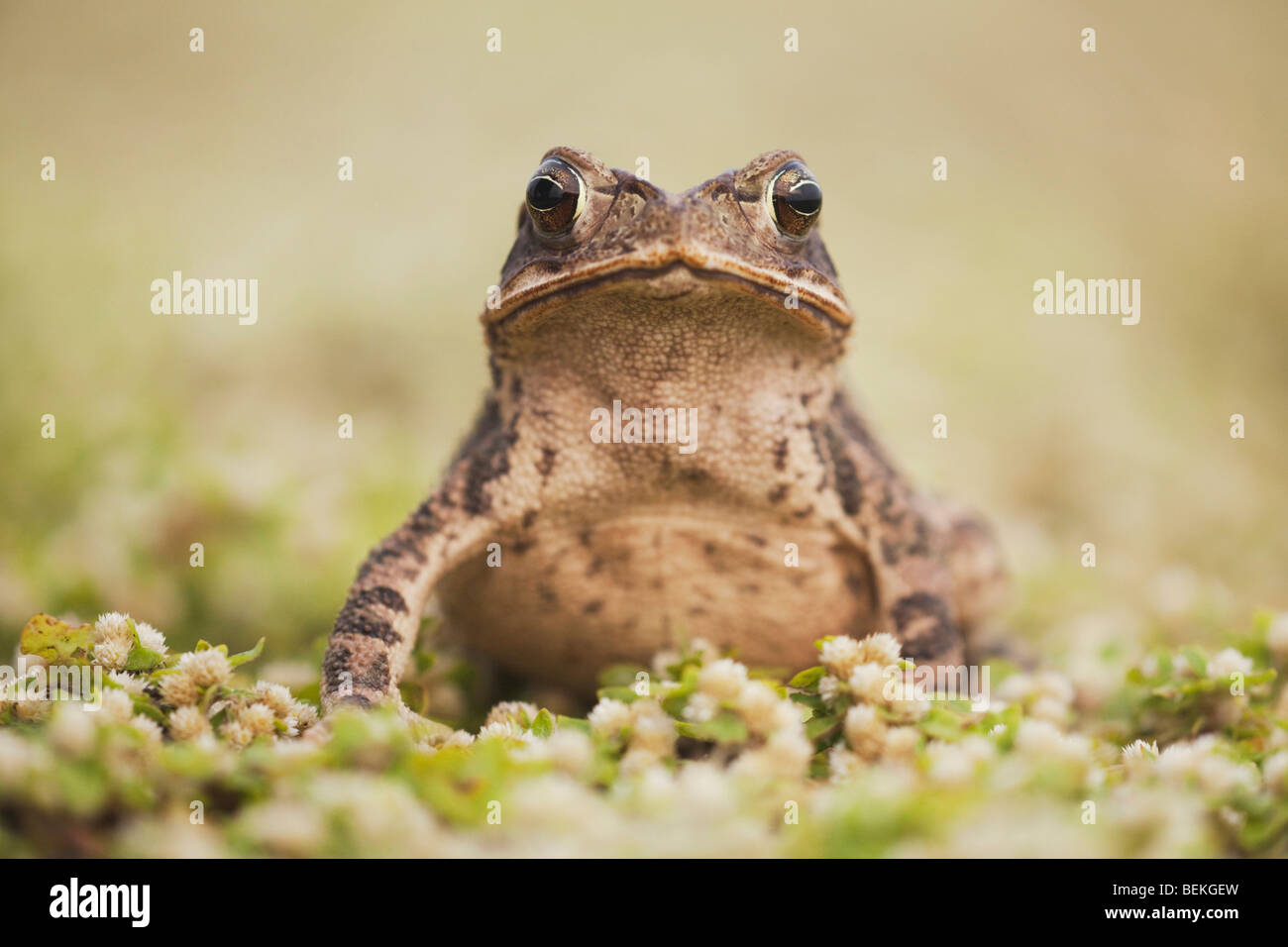 La côte du golfe (Bufo valliceps), adulte, Sinton, Corpus Christi, Coastal Bend, Texas, États-Unis Banque D'Images