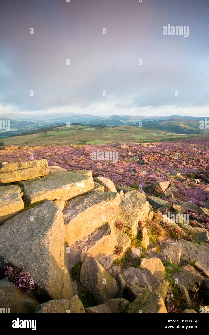 Heather à l'aube d'été plus Owler Tor à plus Heathersage Moor dans le Peak District National Park Banque D'Images