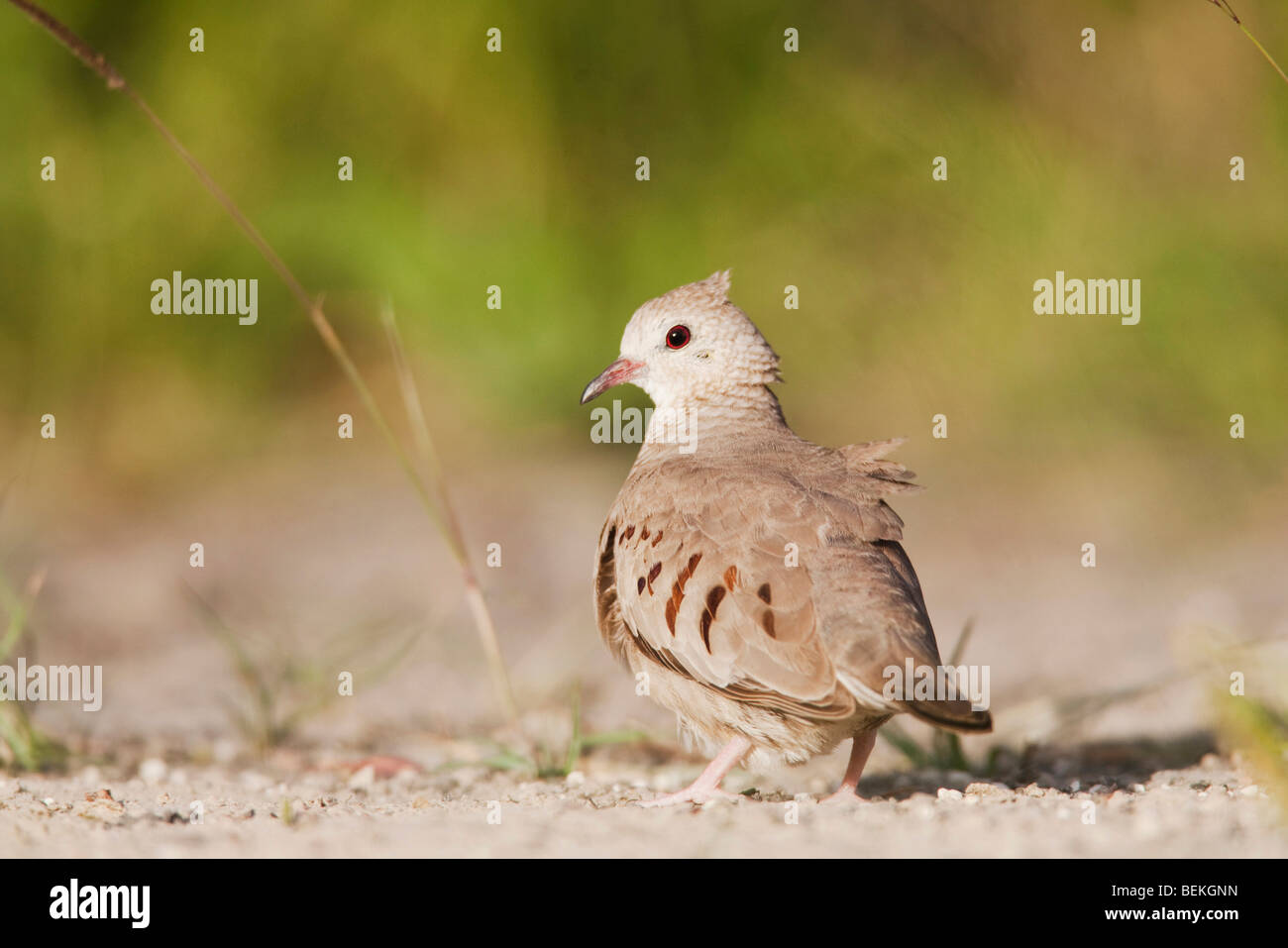 (Columbina passerina Common Ground-Dove), adulte, Sinton, Corpus Christi, Coastal Bend, Texas, États-Unis Banque D'Images